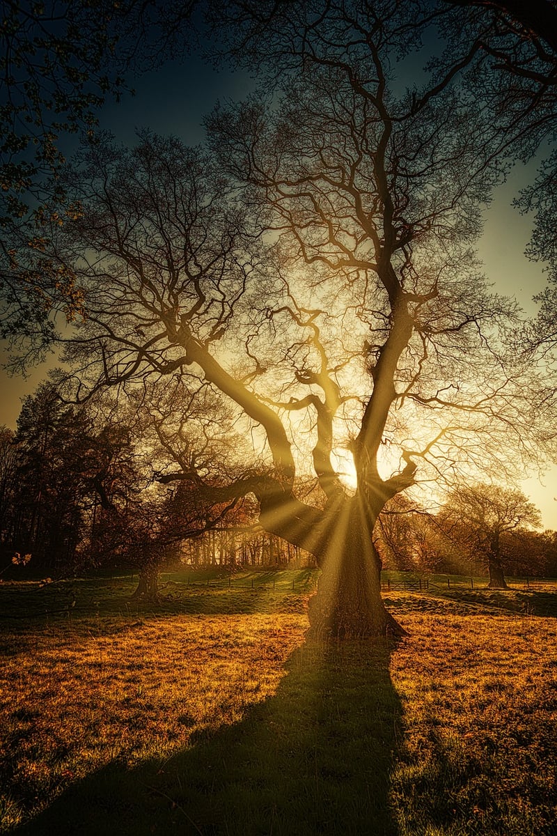 Sunbeam Veils